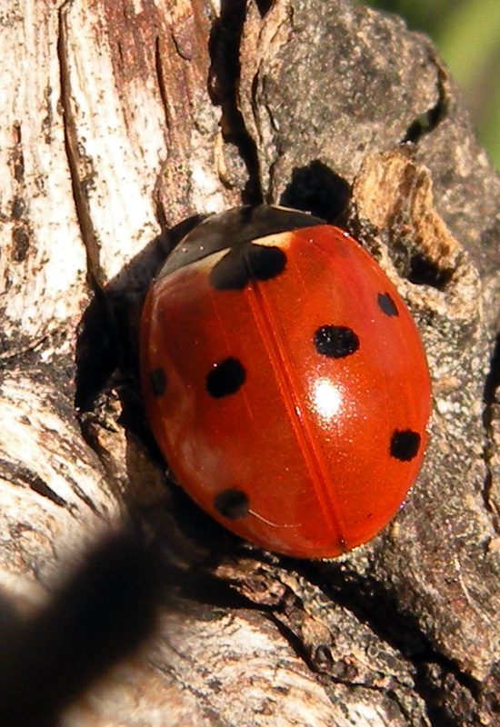 Problemi con le coccinelle